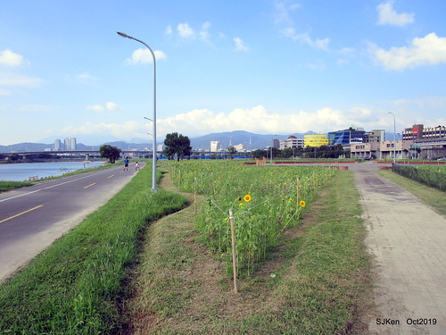 The sunflower field at the Keelung river coast, Taipei, Taiwan, SJKen, Oct 6, 2019
