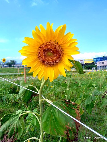 The sunflower field at the Keelung river coast, Taipei, Taiwan, SJKen, Oct 6, 2019