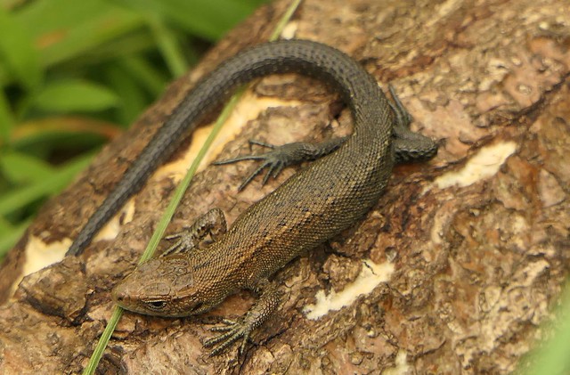 Common Lizard. Oxfordshire
