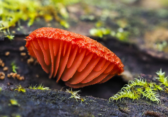 Red Crepidotus - Crepidotus cinnabarinus (Crepidotaceae) 119z-A046888