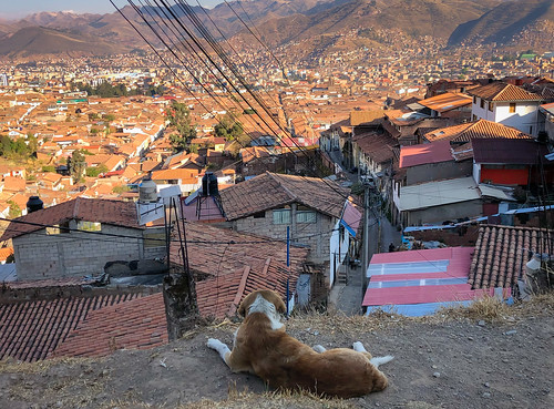 cusco cuscoregión peru stray dog looking over rooftops perú peruvian cuzco qusqu qosqo aerial view mountain range mountains hillside hills