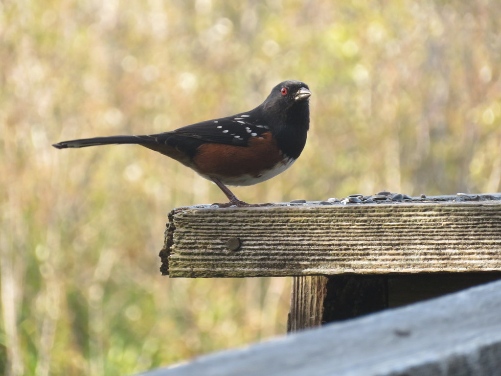 Apotted Towhee