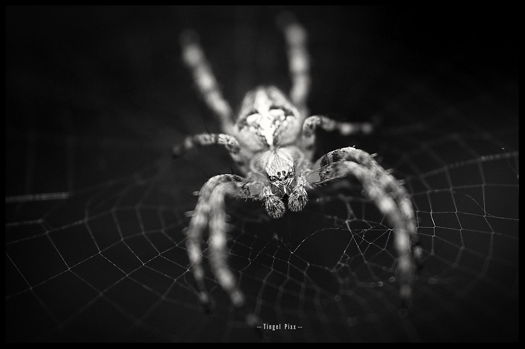 Spider in Black & White