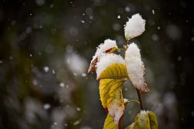 Leaves as Snow Catchers