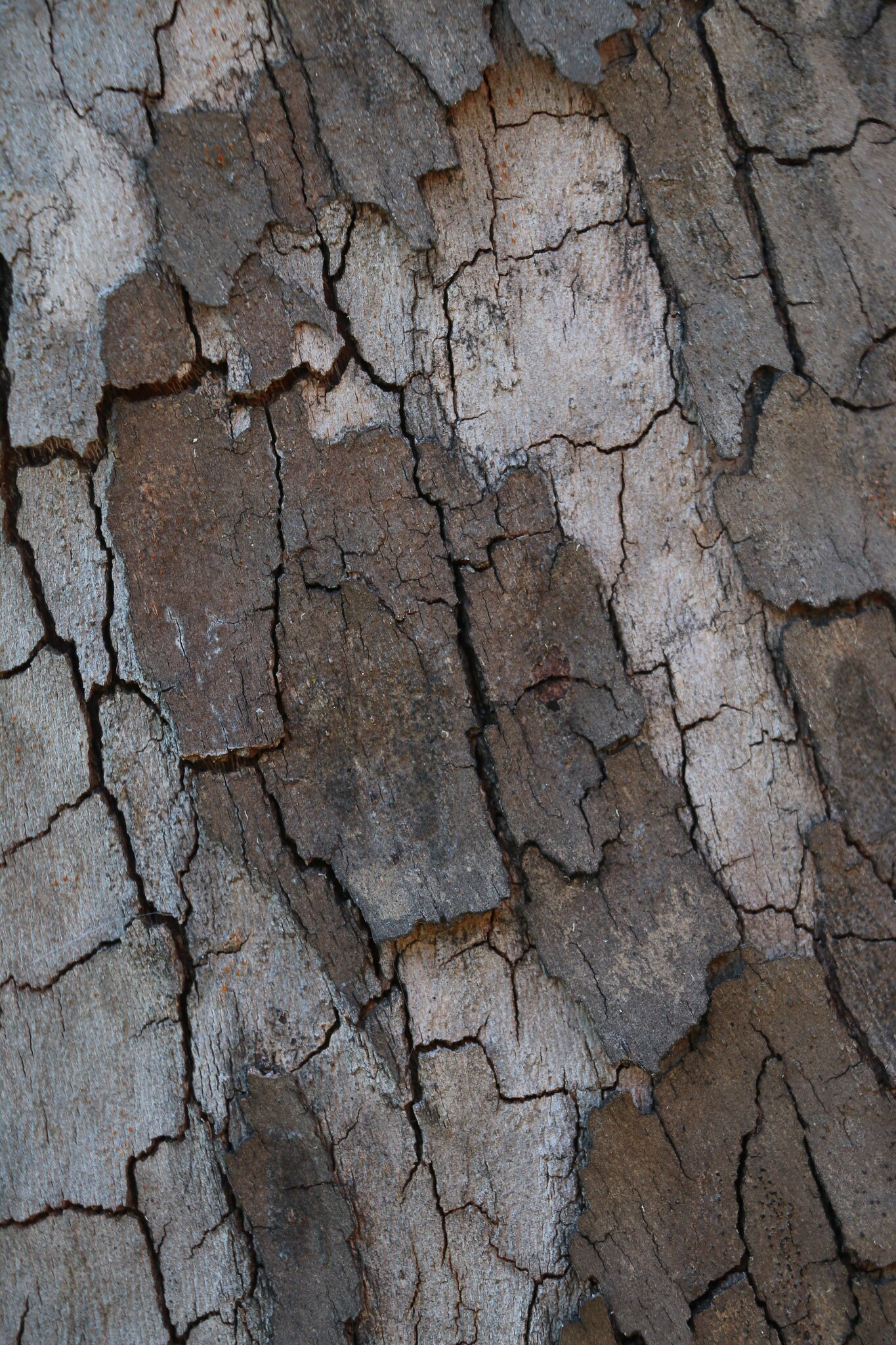 Tree Texture (SOTC 344/365)