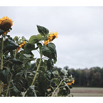 BunchOfSunflowers Sunflowers | Winter rye

Sandhill Vineyard | New Auburn 

Wisconsin | USA 


Sony A7 | Sony Zeiss Sonnar T* 55mm f/1.8 ZA 