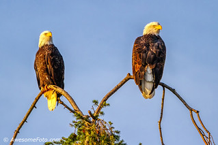 Bald Eagle Couple Watching Sunset