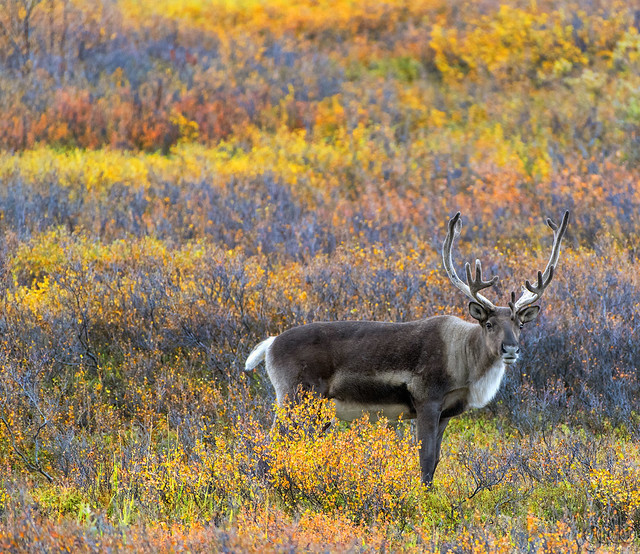 Caribou in the Tundra
