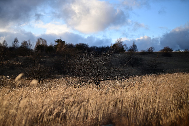 Landscape: NIKKOR Z 58mm f/0.95 S Noct
