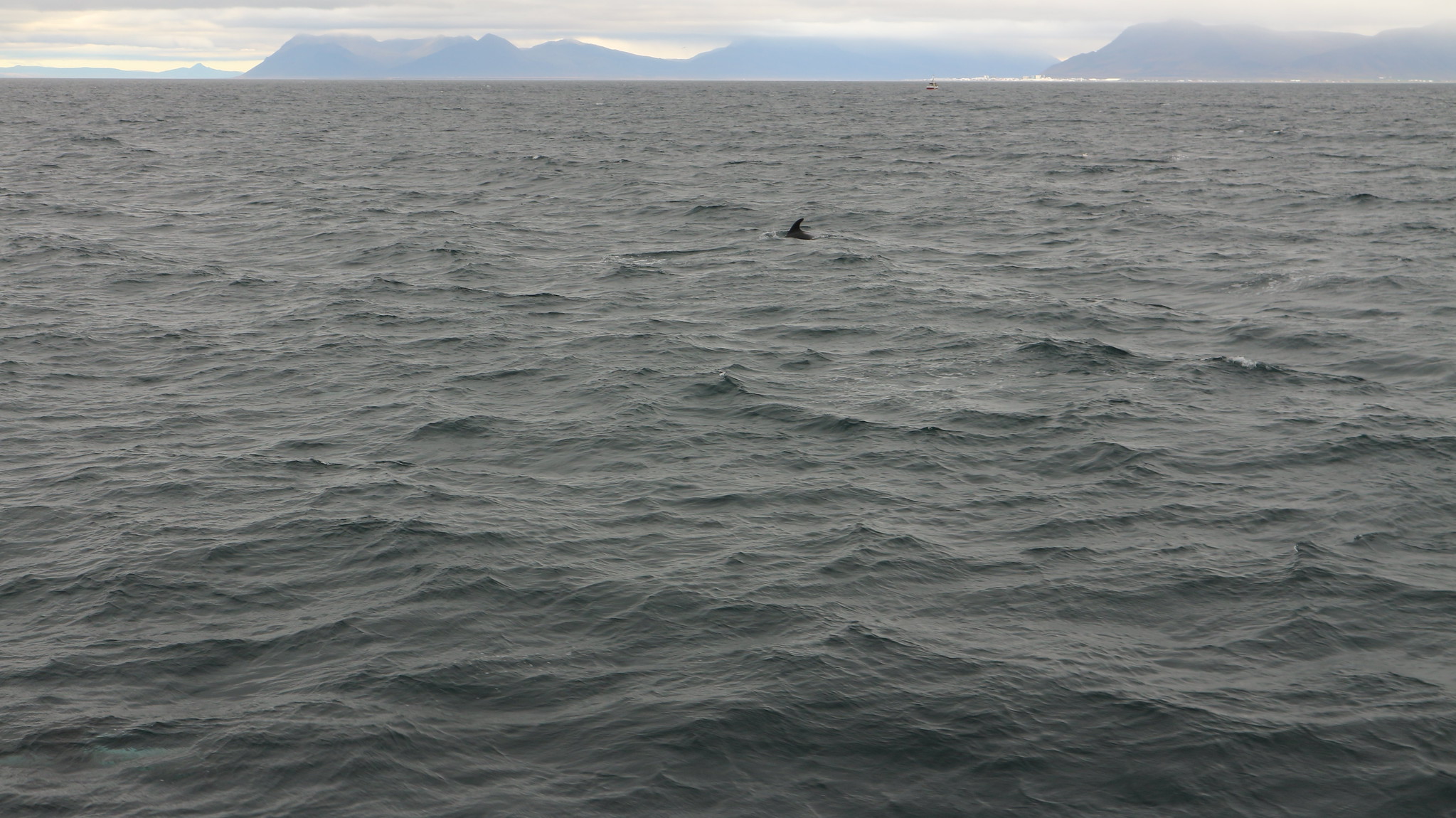Avistamiento de ballenas, delfines y cetáceos desde Reikiavik (Islandia), ¡incluye vídeo!
