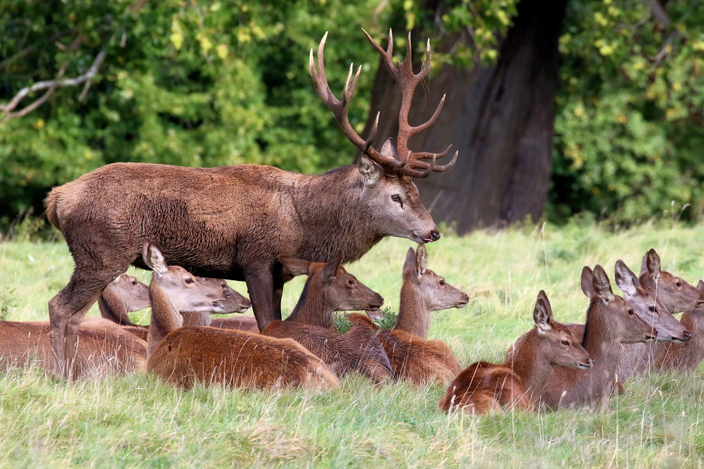 Red Deer Stag and hareem