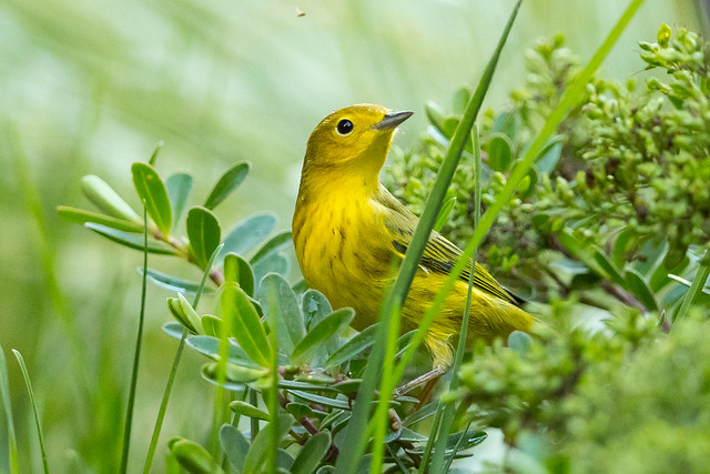 Yellow Warbler (X99_3817-1)
