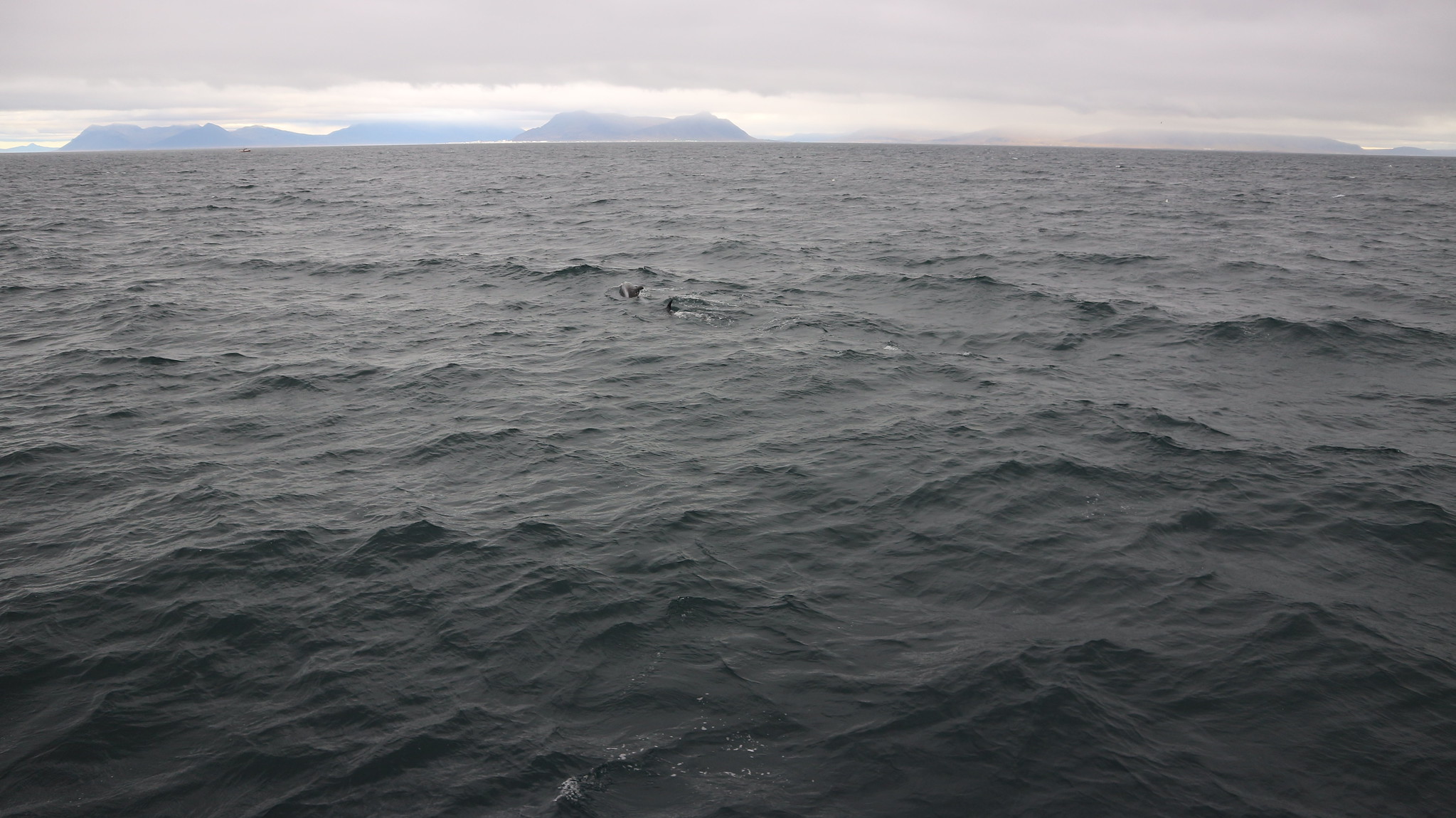 Avistamiento de ballenas, delfines y cetáceos desde Reikiavik (Islandia), ¡incluye vídeo!