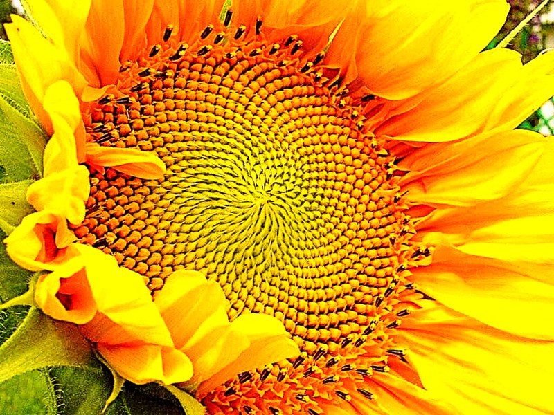 Girassol - Fibonacci - Razao Aurea