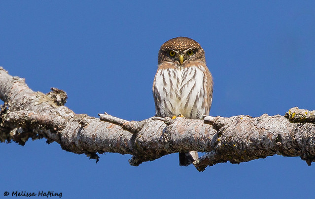 Northern Pygmy-Owl (Glaucidium californicum) - Lower Mainland, BC