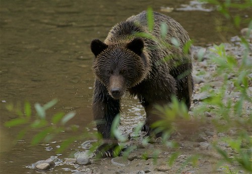 anarko belarko browngrizzlybear ursusarctos grizzly brown bear british columbia canada bc