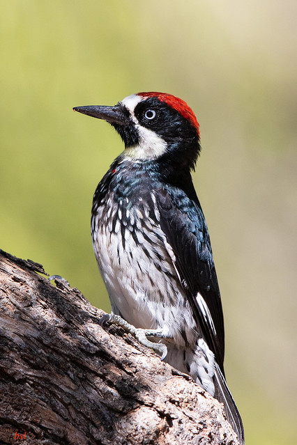 Acorn woodpecker 1147