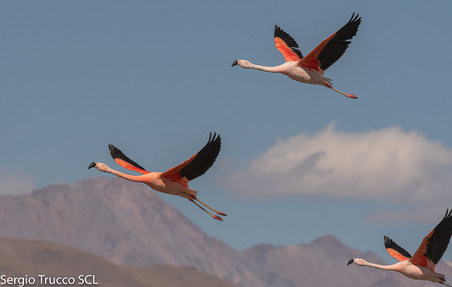 Chilean Flamingo, Phoenicopterus chilensis, Flamenco Chileno-4929