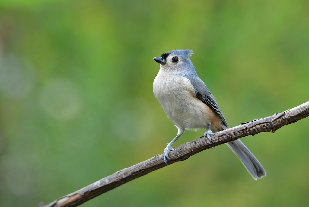 Tufted Titmouse by Jackie B. Elmore 10-11-2019 Lincoln Co. KY