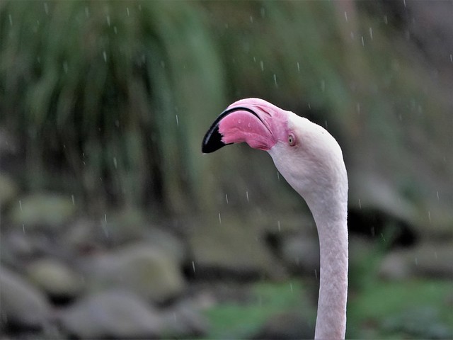 DSC09327 Flamingo in the rain.  Auckland Zoo.