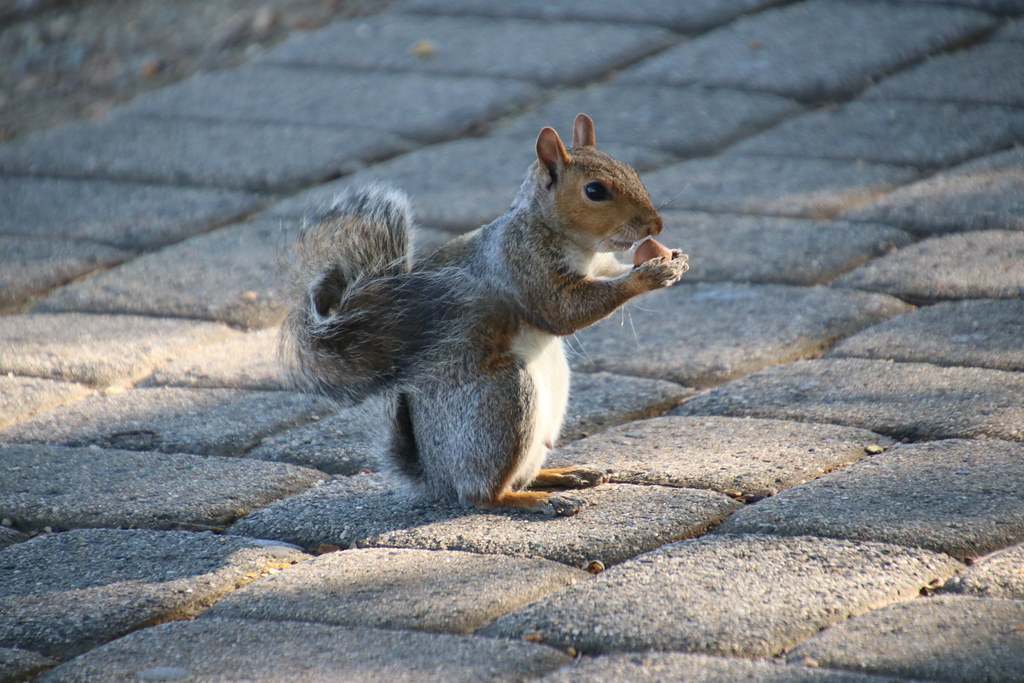 122/366/4139 (October 11, 2019) - Eastern Grey Squirrels in Federal Hill Park (Baltimore, Maryland) - October 11th, 2019