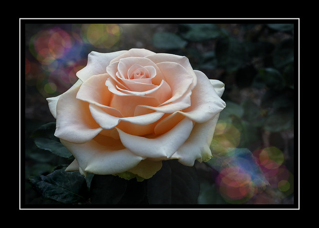 Rose in the Garden - D2X-5-03-12DSC_1673_2400