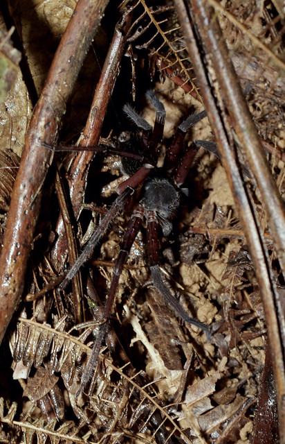 Trap Door Spider (Coremiocnemis hoggi)