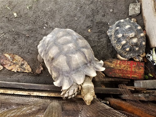 pualabangka delocomotief indonesia amusementpark turtles tortoise terracottasoldiers decorativeunbrella starclipper