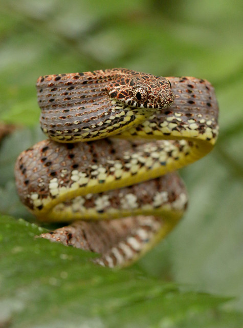Jasper's Cat Snake (Boiga jaspidea)