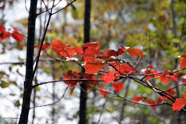 autunno rosso