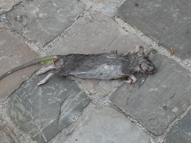 Ratte, Bild 2