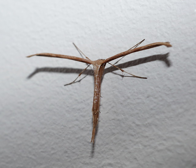 Ptérophore commun ( Emmelina monodactyla )