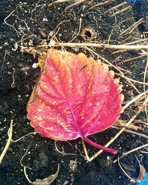 Red leaf with rotten edge #toronto #dovercourtvillage #fall #autumn #leaf #red