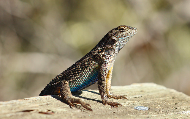 Coast range fence lizard (Sceloporus occidentalis bocourtii)