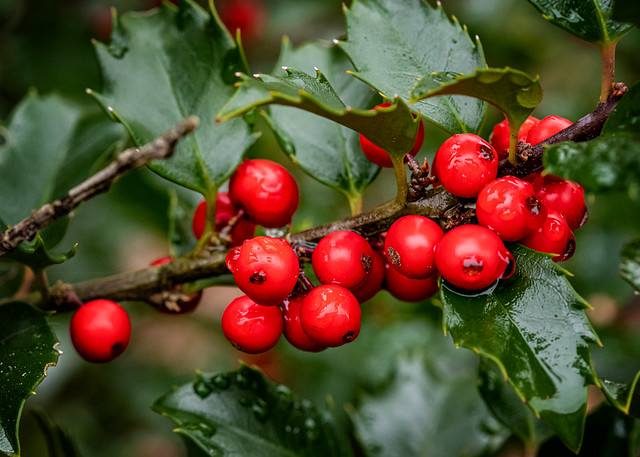 Wet Holly And Berries