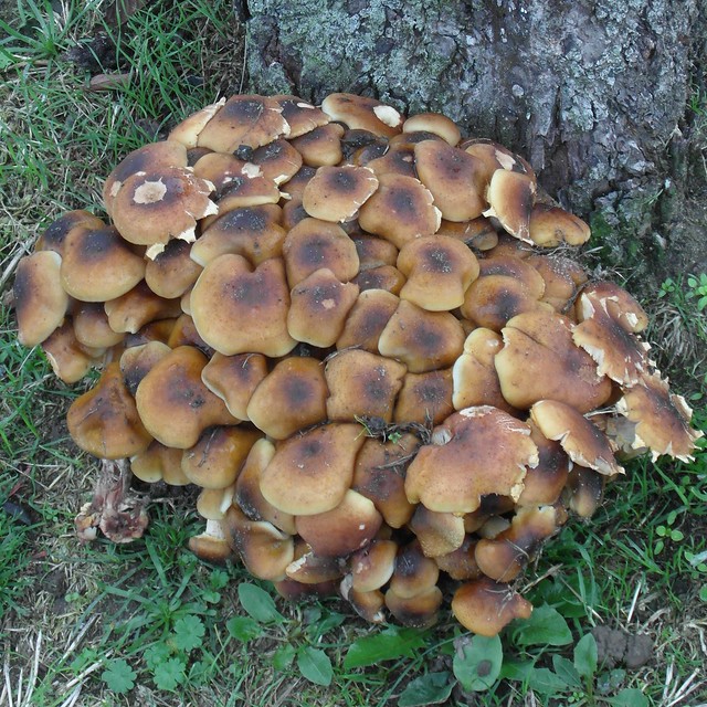 *Autumn fungi