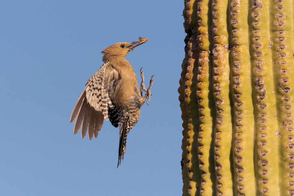 A female Gila woodpecker flies to her nest with a moth in her beak, raising her legs and preparing to throw out her wings, on the Latigo Trail in McDowell Sonoran Preserve in Scottsdale, Arizona in May 2019