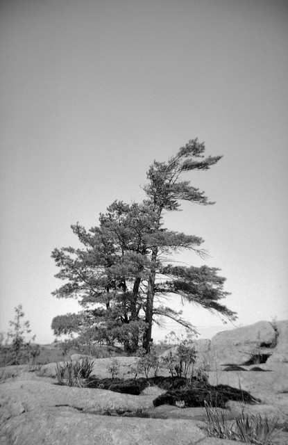 island pine