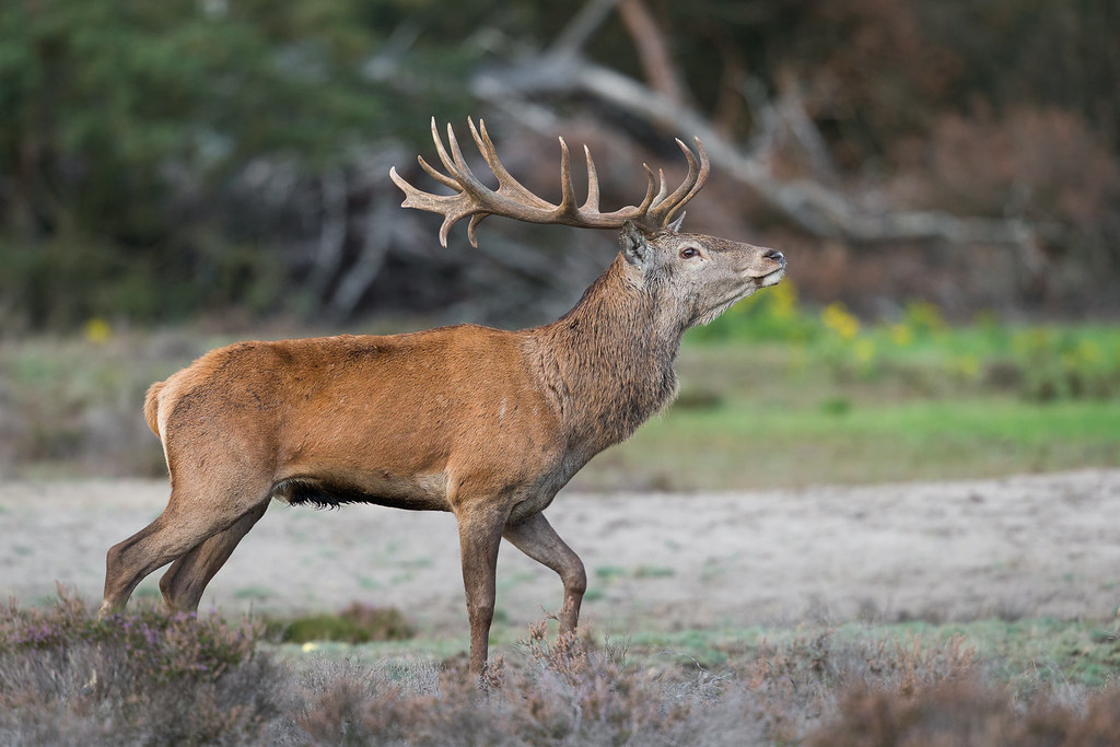 Strutting his stuff