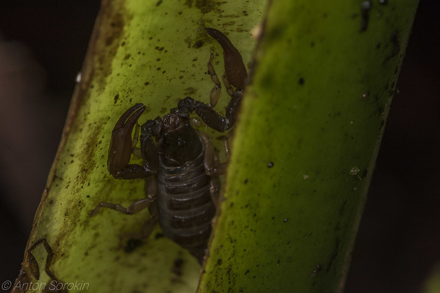 Amazonian scorpion