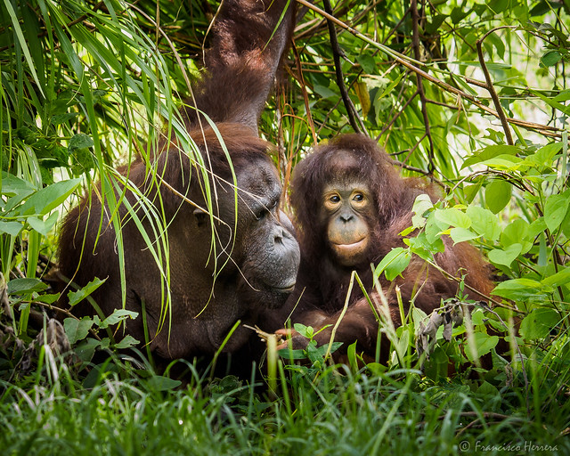 Kuman (40) and her daugther Bella (5) Bornean orangutans (Pongo pygmaeus), Zoo Miami