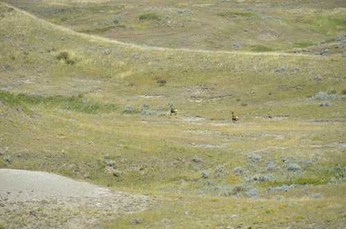 Grasslands East - Elk on Red Buttes Route
