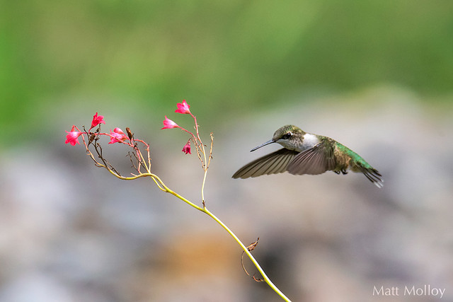 Ruby Throated Hummingbird 6