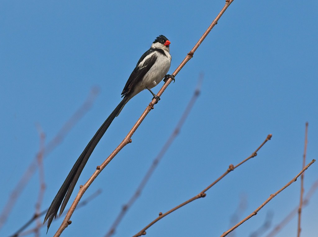 Pin-Tailed Whydah