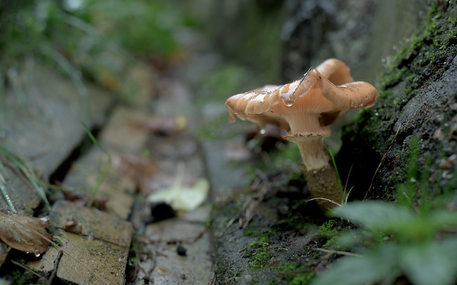 Mushroom in a Raingutter