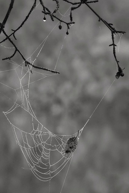 Fall Web