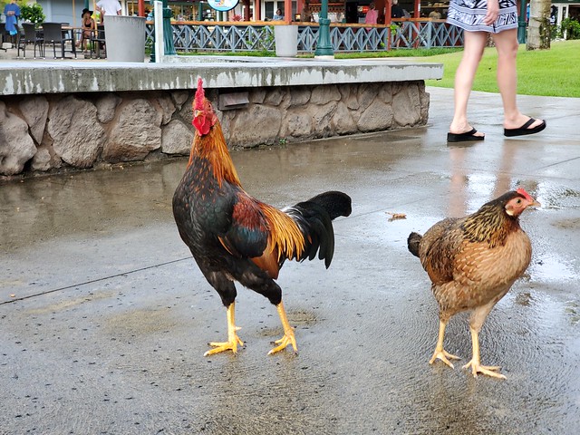 Kauai wild chickens