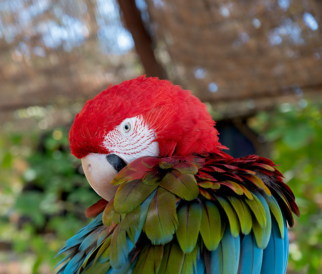 Green-winged Macaw , Ara Chloropterus,