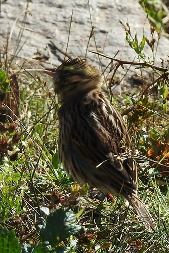 #94 Savannah Sparrow