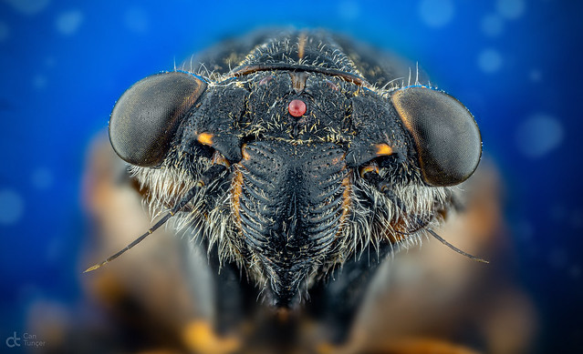 Cicada face